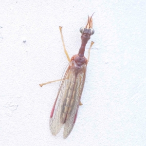 Mantispidae (family) at Turner, ACT - 9 Apr 2023