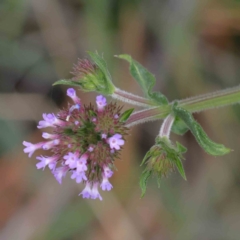 Verbena incompta (Purpletop) at Turner, ACT - 9 Apr 2023 by ConBoekel