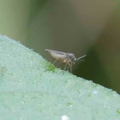 Sciaroidea sp. (Superfamily) (A fungus gnat or gall midge) at Sullivans Creek, Turner - 9 Apr 2023 by ConBoekel