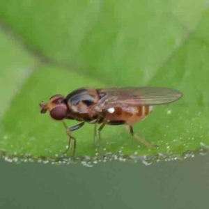 Sapromyza sp. (genus) at Turner, ACT - 9 Apr 2023