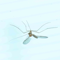 Nematocera sp. (suborder) (Unidentified 'nematoceran' fly) at Sullivans Creek, Turner - 9 Apr 2023 by ConBoekel