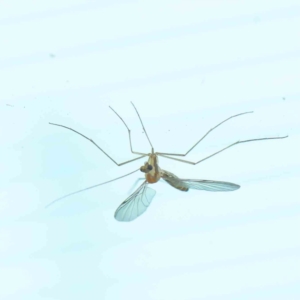 Nematocera sp. (suborder) at Turner, ACT - 9 Apr 2023