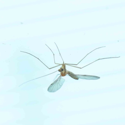 Nematocera sp. (suborder) (Unidentified 'nematoceran' fly) at Sullivans Creek, Turner - 9 Apr 2023 by ConBoekel