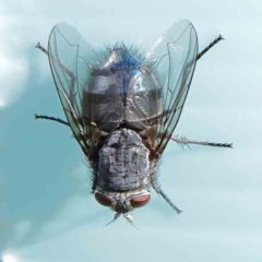 Calliphora vicina (European bluebottle) at Turner, ACT - 9 Apr 2023 by ConBoekel