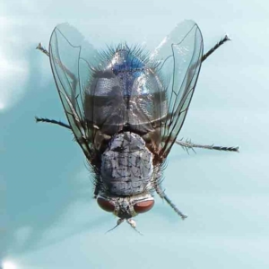 Calliphora vicina at Turner, ACT - 9 Apr 2023 04:10 PM