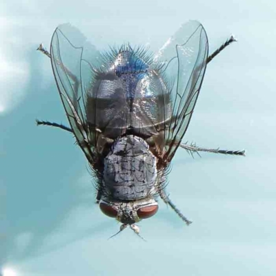 Calliphora vicina (European bluebottle) at Sullivans Creek, Turner - 9 Apr 2023 by ConBoekel