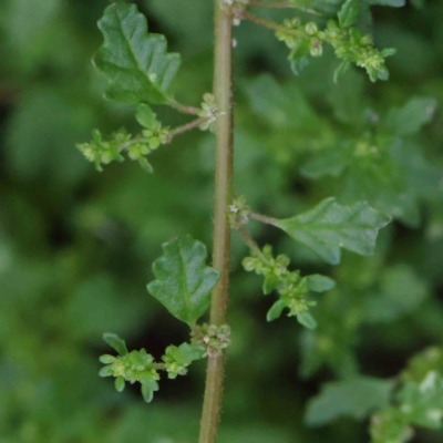 Dysphania pumilio (Small Crumbweed) at ANU Daley Precinct - 9 Apr 2023 by ConBoekel