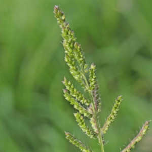 Echinochloa crus-galli at Turner, ACT - 9 Apr 2023