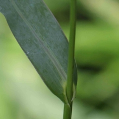 Echinochloa crus-galli at Turner, ACT - 9 Apr 2023