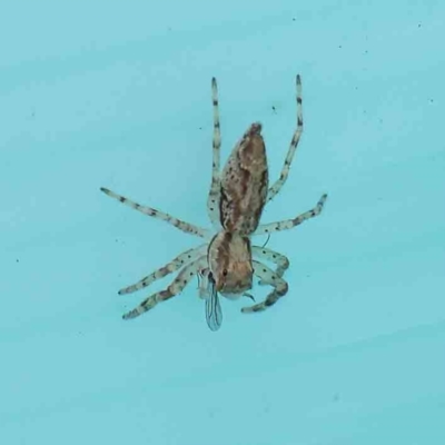 Helpis minitabunda (Threatening jumping spider) at Turner, ACT - 9 Apr 2023 by ConBoekel