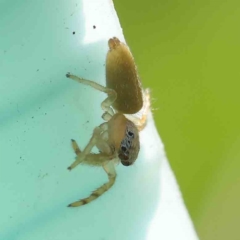 Salticidae (family) (Jumping spider) at Turner, ACT - 9 Apr 2023 by ConBoekel