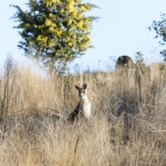 Macropus giganteus (Eastern Grey Kangaroo) at Molonglo Valley, ACT - 19 Aug 2023 by JimL
