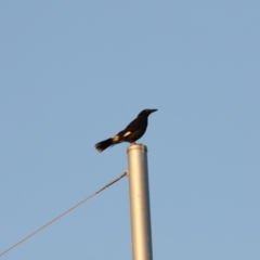 Strepera graculina (Pied Currawong) at Coombs, ACT - 19 Aug 2023 by JimL