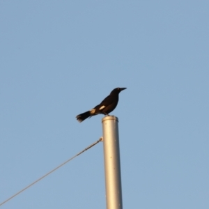 Strepera graculina at Coombs, ACT - 20 Aug 2023 06:50 AM