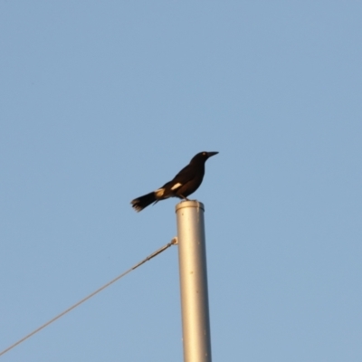 Strepera graculina (Pied Currawong) at Coombs, ACT - 20 Aug 2023 by JimL