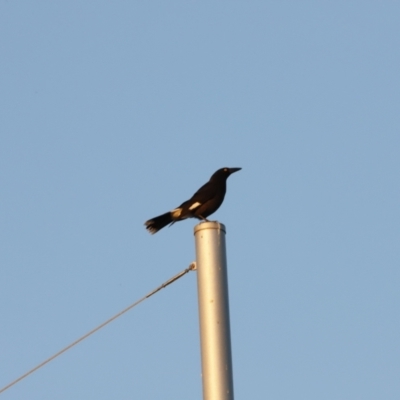 Strepera graculina (Pied Currawong) at Coombs, ACT - 19 Aug 2023 by JimL