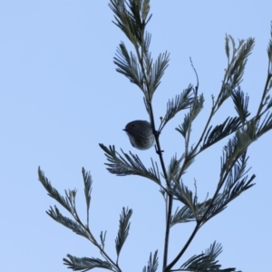 Acanthiza pusilla at Weston, ACT - 20 Aug 2023