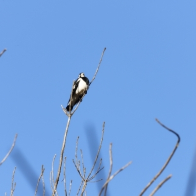 Grallina cyanoleuca (Magpie-lark) at Molonglo River Reserve - 19 Aug 2023 by JimL