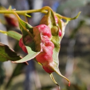 Eucalyptus insect gall at Stromlo, ACT - 20 Aug 2023 09:58 AM