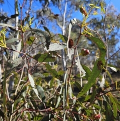 Eucalyptus insect gall at Stromlo, ACT - 20 Aug 2023 09:58 AM