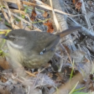 Sericornis frontalis at Oaks Estate, ACT - 20 Aug 2023