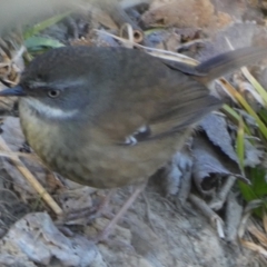 Sericornis frontalis at Oaks Estate, ACT - 20 Aug 2023