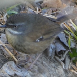 Sericornis frontalis at Oaks Estate, ACT - 20 Aug 2023 08:30 AM