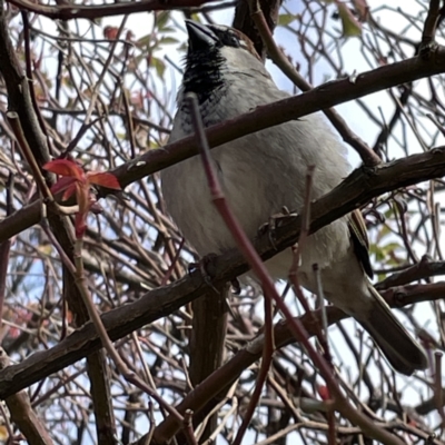 Passer domesticus (House Sparrow) at Braidwood, NSW - 18 Aug 2023 by Hejor1