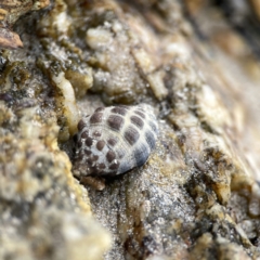 Morula marginalba (Mulberry shell/white lip castor bean) at Maloneys Beach, NSW - 19 Aug 2023 by Hejor1