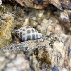 Tenguella marginalba at Maloneys Beach, NSW - 19 Aug 2023 02:09 PM