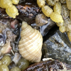 Dicathais orbita (Cartrut Shell ,The Sickly Purpurea) at Maloneys Beach, NSW - 19 Aug 2023 by Hejor1