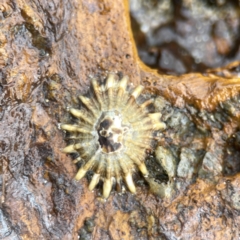 Unidentified Sea Snail or Limpet (Gastropoda) at Maloneys Beach, NSW - 19 Aug 2023 by Hejor1