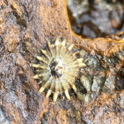 Unidentified Sea Snail or Limpet (Gastropoda) at Maloneys Beach, NSW - 19 Aug 2023 by Hejor1