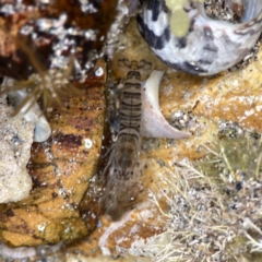 Alpheus euphrosyne at Maloneys Beach, NSW - 19 Aug 2023 by Hejor1