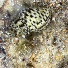 Cominella lineolata (Lined Whelk) at Maloneys Beach, NSW - 19 Aug 2023 by Hejor1