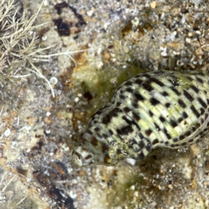 Cominella lineolata at Maloneys Beach, NSW - 19 Aug 2023 02:27 PM