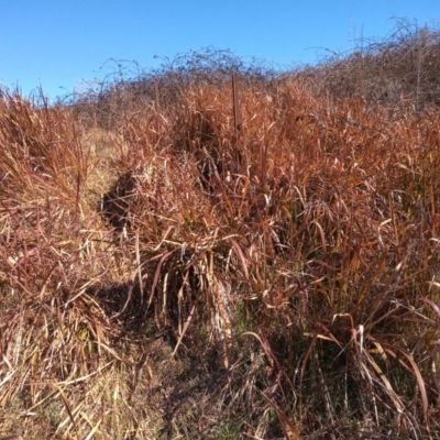 Imperata cylindrica (Blady Grass) at Point Hut to Tharwa - 20 Aug 2023 by vitt2022