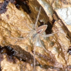 Pisauridae (family) (Water spider) at Maloneys Beach, NSW - 19 Aug 2023 by Hejor1