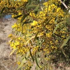 Acacia rubida (Red-stemmed Wattle, Red-leaved Wattle) at Paddys River, ACT - 20 Aug 2023 by member2022