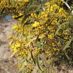 Acacia rubida (Red-stemmed Wattle, Red-leaved Wattle) at Paddys River, ACT - 20 Aug 2023 by vitt2022