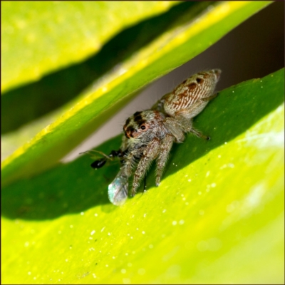 Opisthoncus grassator (Jumping spider) at Holt, ACT - 20 Aug 2023 by Margo