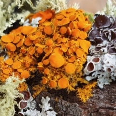 Teloschistes sp. (genus) (A lichen) at Yass River, NSW - 19 Aug 2023 by SenexRugosus