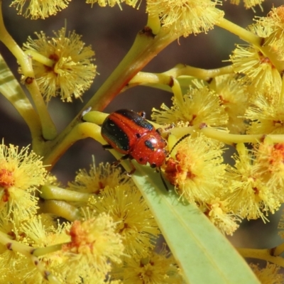 Calomela curtisi (Acacia leaf beetle) at Theodore, ACT - 20 Aug 2023 by owenh