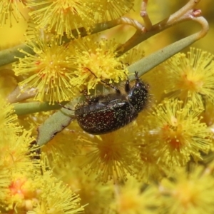 Heteronyx dimidiatus at Tuggeranong, ACT - 20 Aug 2023