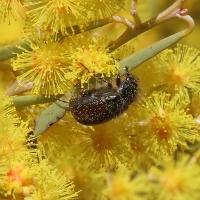 Heteronyx dimidiatus (Dimidiatus scarab beetle) at Tuggeranong, ACT - 20 Aug 2023 by owenh