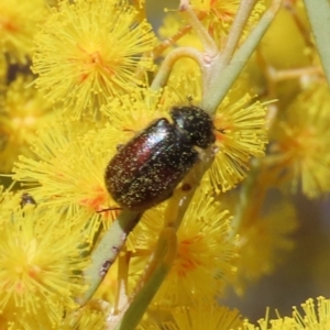 Heteronyx dimidiatus at Tuggeranong, ACT - 20 Aug 2023