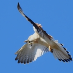 Falco cenchroides (Nankeen Kestrel) at Tuggeranong Hill - 20 Aug 2023 by JohnBundock