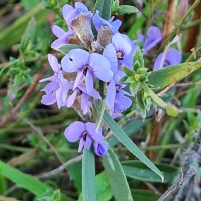 Hovea heterophylla (Common Hovea) at Tuggeranong, ACT - 20 Aug 2023 by Mike