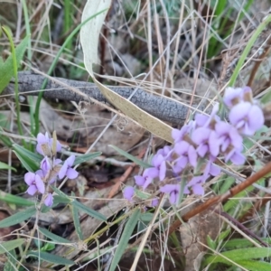 Hovea heterophylla at Tuggeranong, ACT - 20 Aug 2023