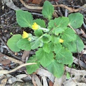 Cymbonotus sp. (preissianus or lawsonianus) at Googong, NSW - suppressed